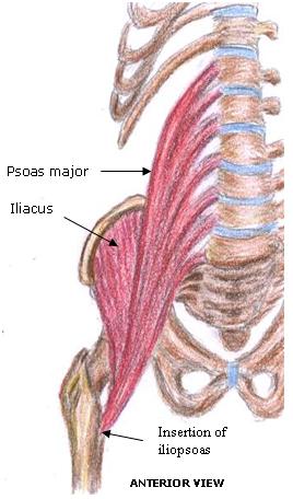 Anterior view of iliopsoas muscle group showing psoas major and iliacus