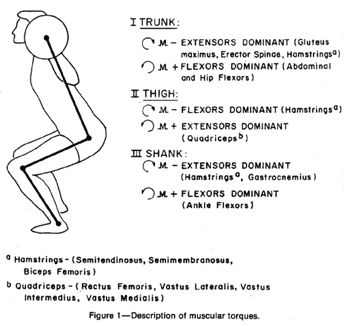 Figure depicts muscular torques generated by the barbell squat at hip, knee and angle joints. Dominant extensor and flexor muscles for the trunk, thigh and shank are listed.